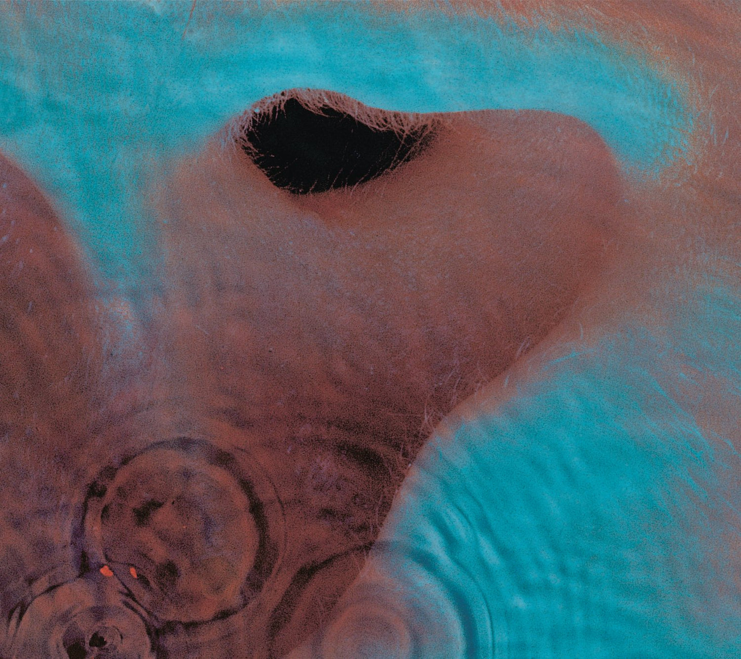 Pink Floyd - Meddle - CD the-cd-exchange